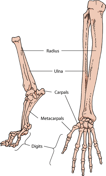 Leg bones, dog (left); Human forearm and hand (right)