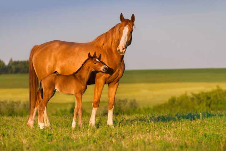 Mare and Foal