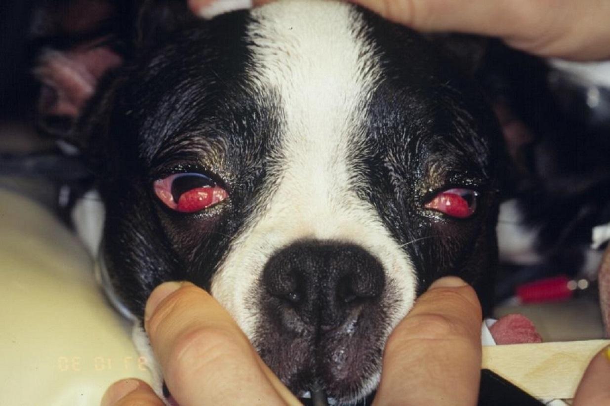 Cherry eye, young Boston Terrier