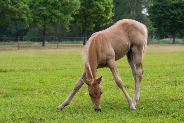 Horse with colic