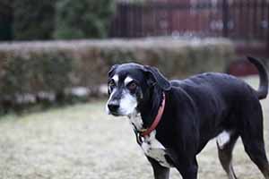 11 years old sales dog
