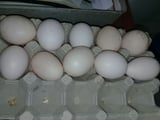 Defective or Abnormal Eggs in Poultry
