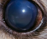 Glaucoma in Animals
