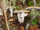 Toxin Latent Period >6 Hours After Ingestion of Mushrooms