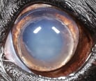 Anterior Lens Luxation in Animals