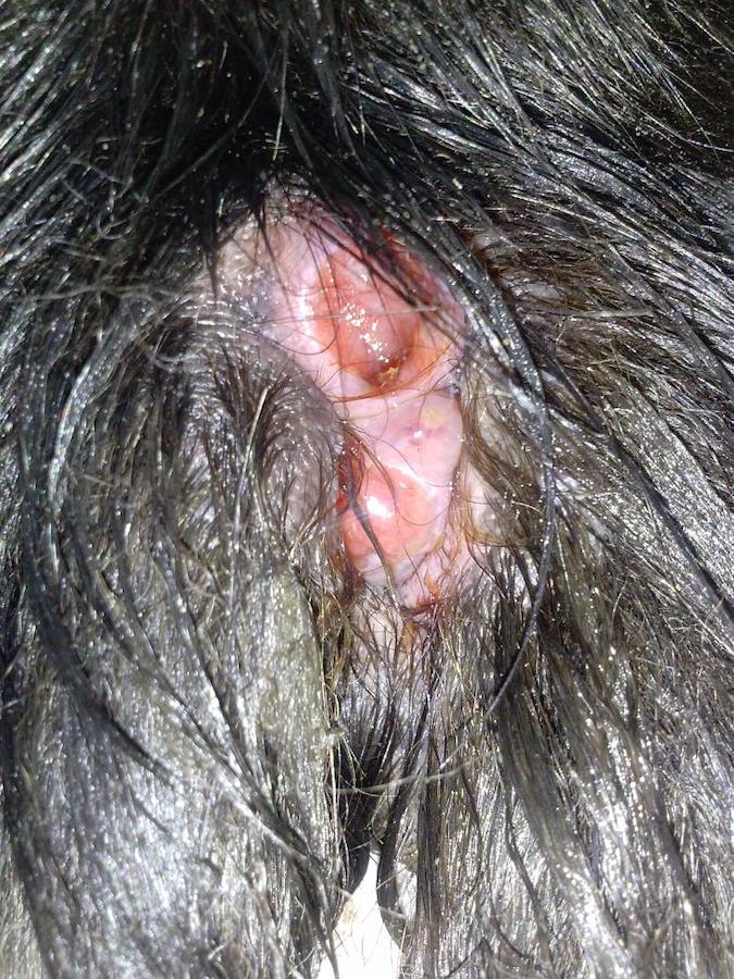Epidermal and Hair Follicle Tumors in Animals - Integumentary System - MSD  Veterinary Manual