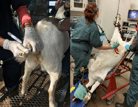 Breeding in Goats