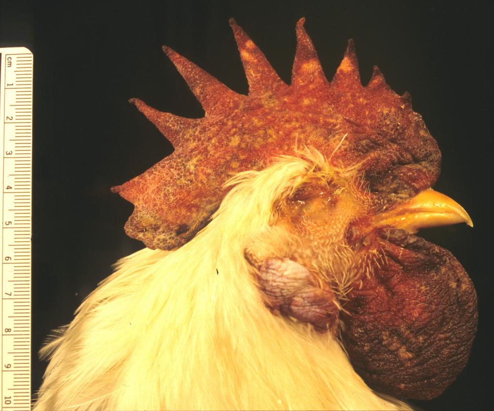 Avian Influenza - Poultry - MSD Veterinary Manual