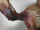 Chicken Anemia Virus Infection