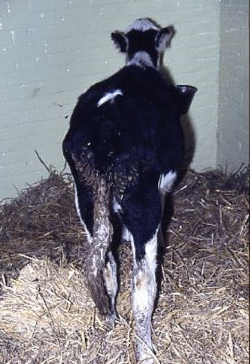Image: Coccidiosis, calf - MSD Veterinary Manual