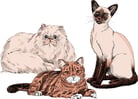 Description and Physical Characteristics of Cats