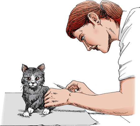 Kitten Care - Cat Owners - MSD Veterinary Manual