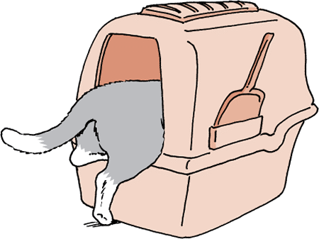 Cats can be picky about the type and location of the litter box.
