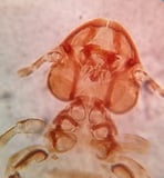 Overview of Lice in Animals