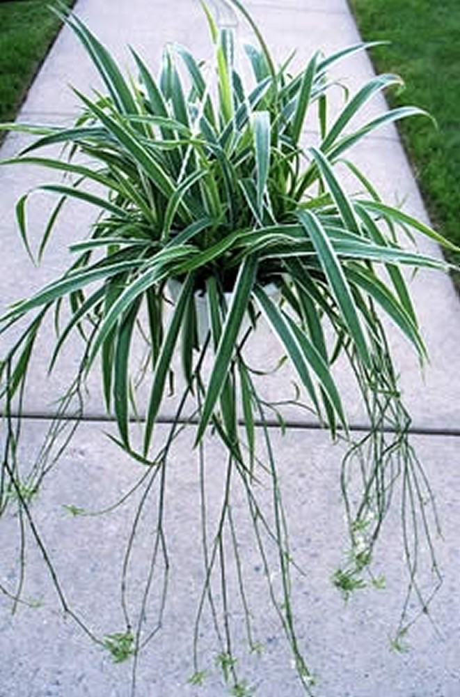 <i >Chlorophytum</i> spp (Liliaceae) Spider plant, St. Bernard's lily, Airplane plant