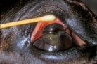 Corneal Lacerations in Animals