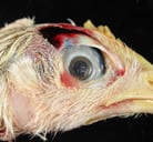 Poisonings in Poultry