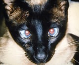 Cowpox Virus Infections in Cats and Other Species