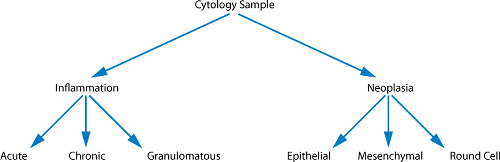Cytology algorithm