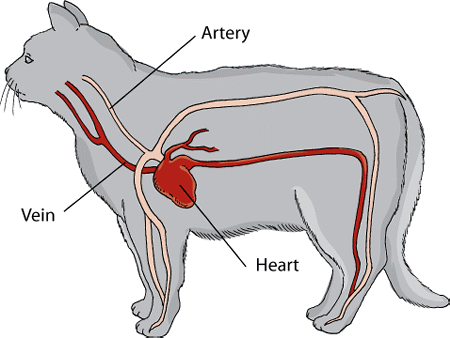 Cardiovascular system of a cat