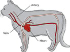 Introduction to Heart and Blood Vessel Disorders in Cats