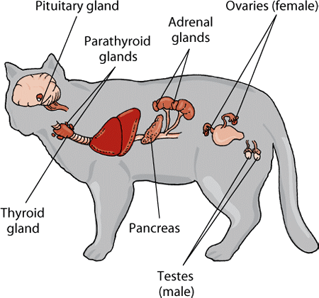 The major endocrine glands in the cat