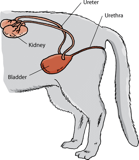 The urinary system in female cats
