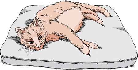 Cats with hepatic lipidosis may stop eating and lose weight but still have belly fat.