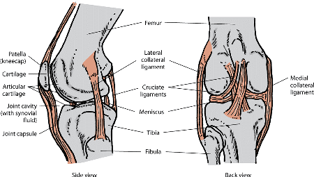 Components of the musculoskeletal system are shown for the knee of a cat.