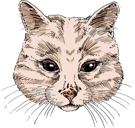 Lentigo occurs in orange or orange-faced male cats.