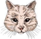 Congenital and Inherited Skin Disorders of Cats