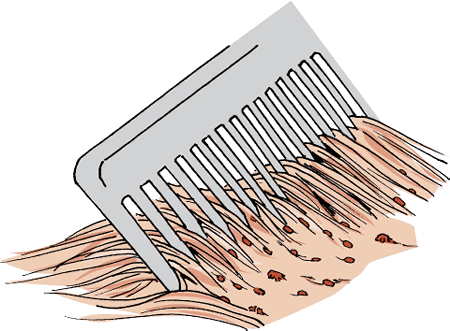 Lice and nits may be seen when the fur is parted.