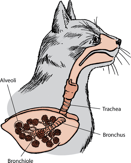 The lungs and airways in a cat