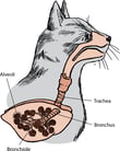 Introduction to Lung and Airway Disorders of Cats