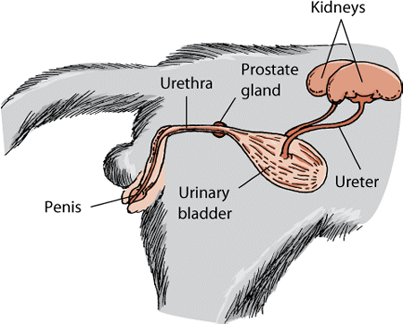 The urinary system in male cats