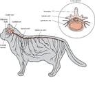 Parts of the Nervous System in Cats