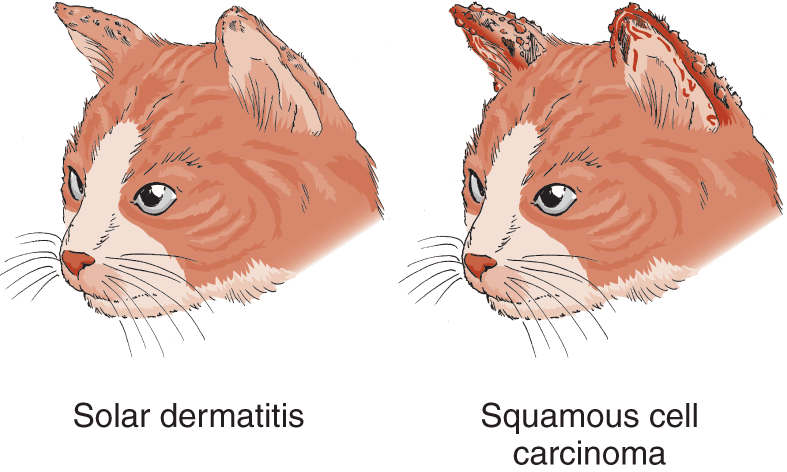 Solar dermatitis occurs in cats after prolonged periods of sun exposure. It can progress to squamous cell carcinoma, a form of cancer.