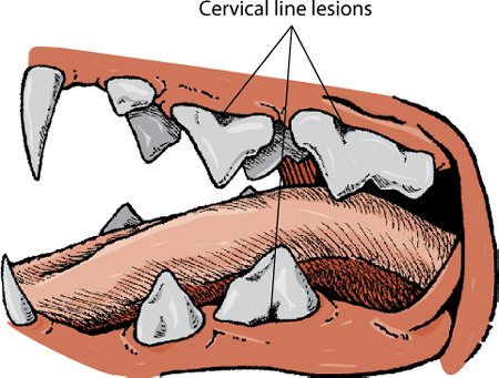 Resorptive (cervical line) lesions are common in cats and lead to destruction of affected teeth.