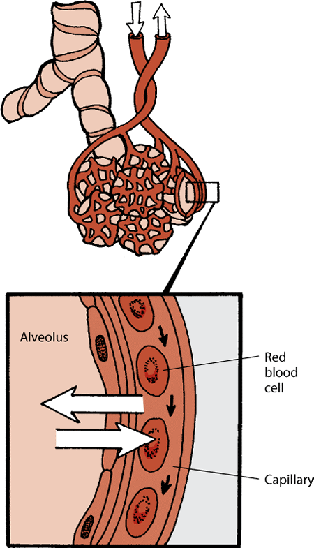 The alveoli and capillaries in the lung. Red blood cells take on oxygen and release carbon dioxide at the alveolus.
