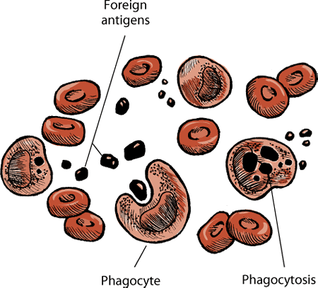 Phagocytes are white blood cells that engulf and then kill foreign antigens, such as bacteria, in a process called phagocytosis.