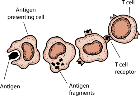 Antigens and T cells