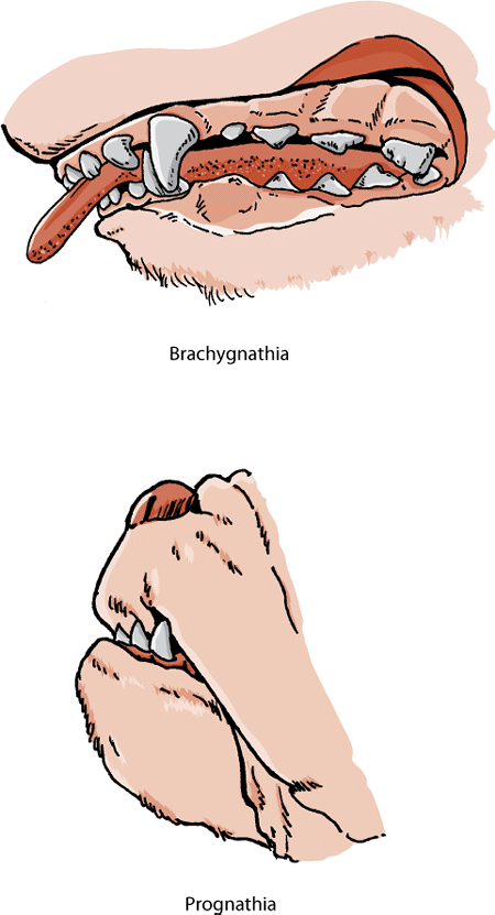 Brachygnathia and prognathia, dog