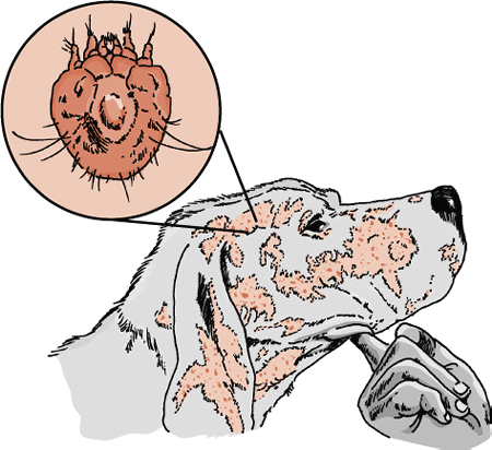 Canine scabies is caused by the Sarcoptes scabiei canis mite.