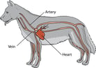 Introduction to Heart and Blood Vessel Disorders in Dogs