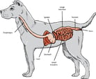 Introduction to Digestive Disorders of Dogs