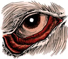 Disorders of the Eyelids in Dogs
