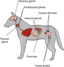 Introduction to Hormonal Disorders of Dogs