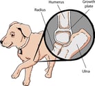 Bone Disorders in Dogs