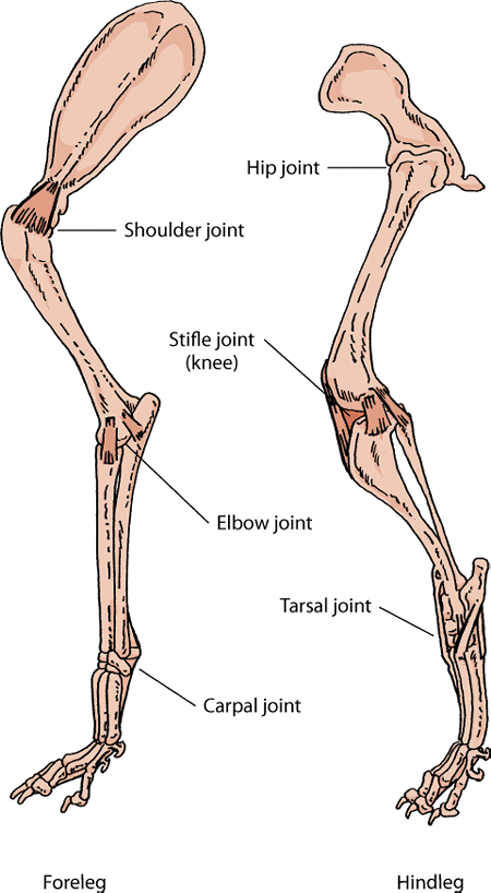 Key joints in a dog’s leg