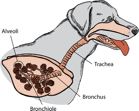 The lungs and airways of a dog